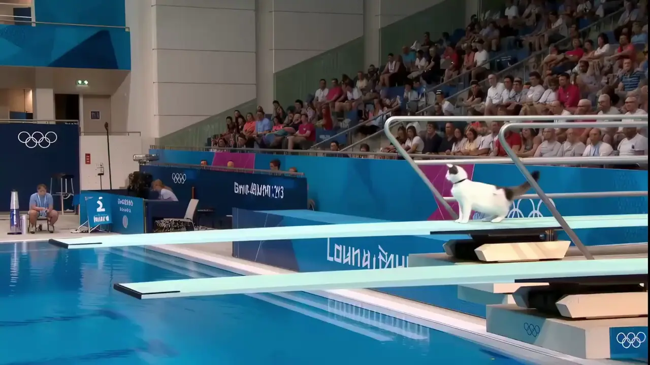 Le GIF di maiali volanti - 120 immagini GIF animate, image size:1280x720