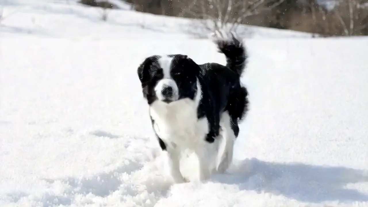 video poster